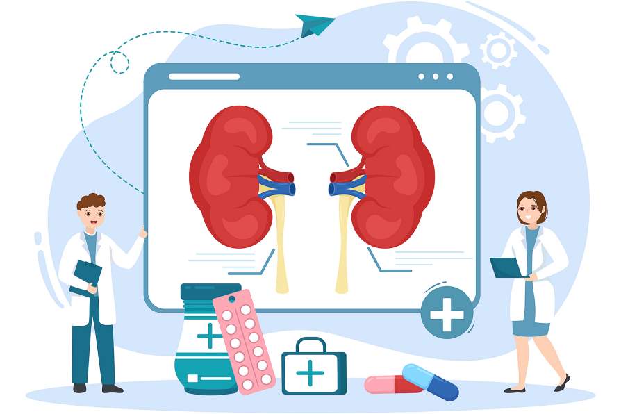 Older Kidney Transplant Patients Metabolize Immunosuppressive Drugs ...