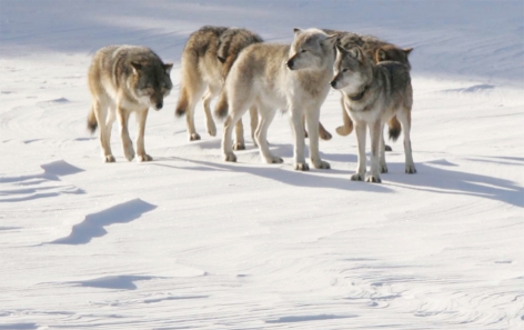 The Surprising Role of Gray Wolves in Ecosystem Dynamics | Association ...