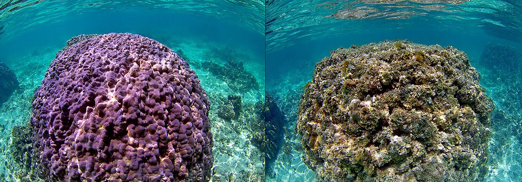 coral bleaching comparison