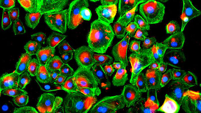 Stained epidermis cells cultured on the A5G81 peptide.