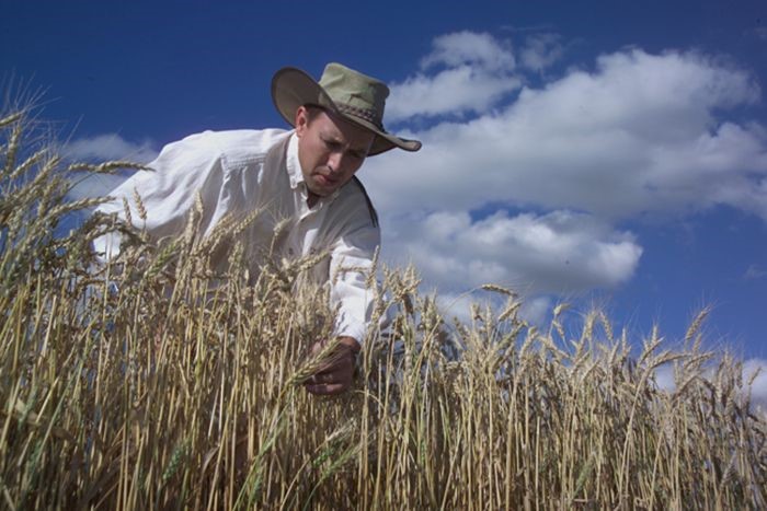 University of Minnesota Professor of Wheat Breeding and Genetics James Anderson