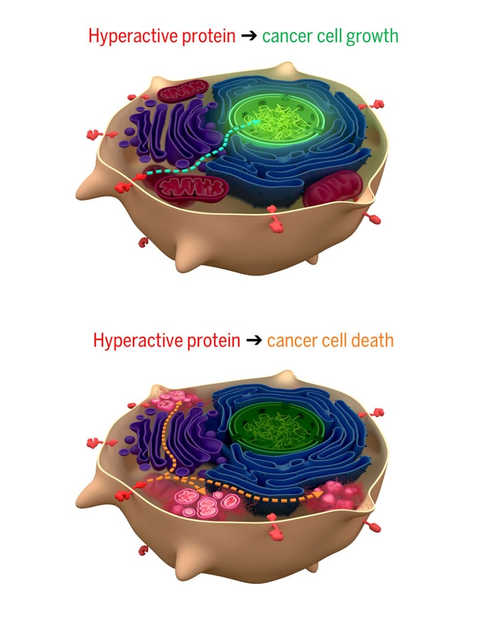 research on cancer cells